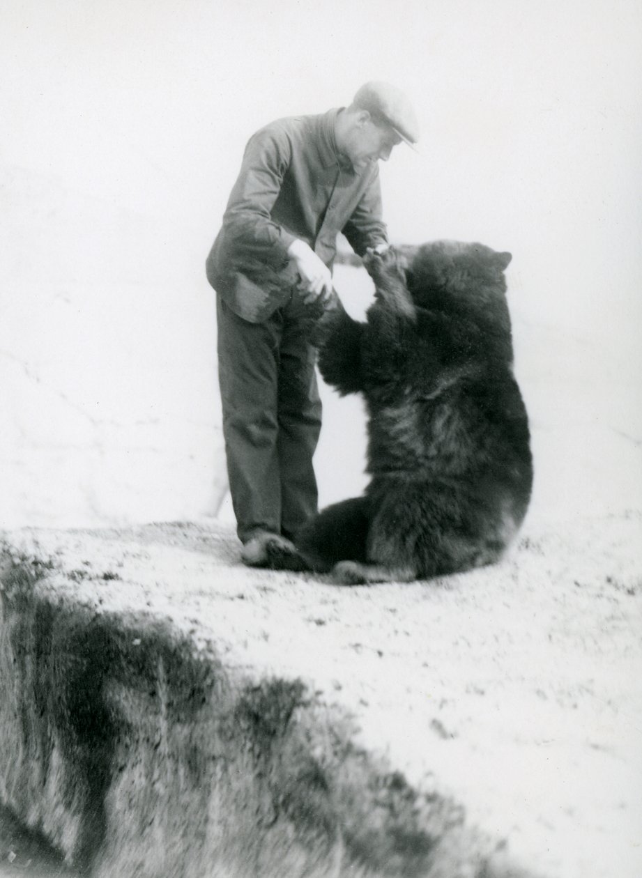 Strażnik Charlie Philips trzymający się za ręce z siedzącym Czarnym Niedźwiedziem w londyńskim zoo, przed 1930 r. (zdjęcie bw) autorstwa Frederick William Bond