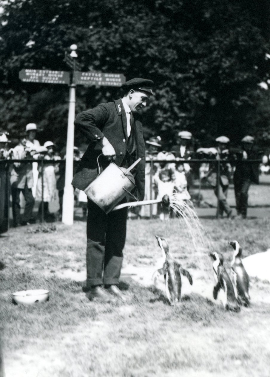Opiekun, Ernie Sceales, daje trzem pingwinom prysznic z konewki, londyńskie zoo, 1919 autorstwa Frederick William Bond