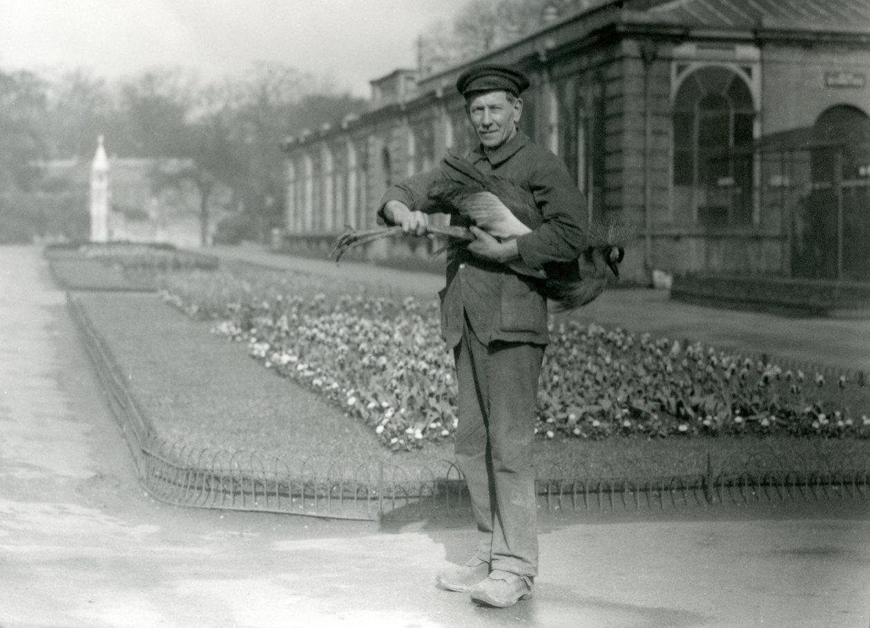 Opiekun G. Blore niosący szarego koronnika, londyńskie zoo, maj 1923 (zdjęcie bw) autorstwa Frederick William Bond