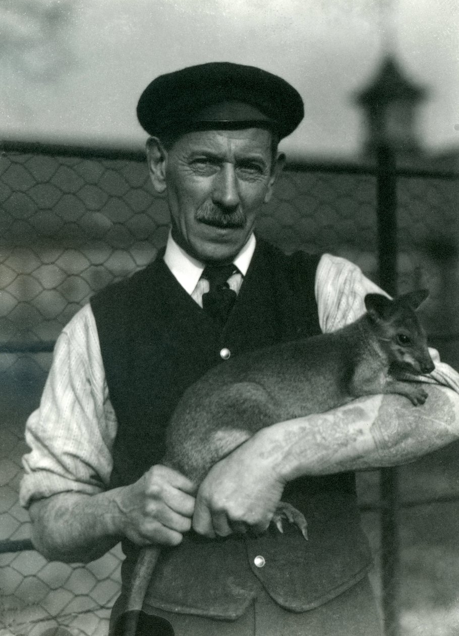 Strażnik G. Blore trzymający Wallaby w londyńskim zoo, październik 1920 autorstwa Frederick William Bond