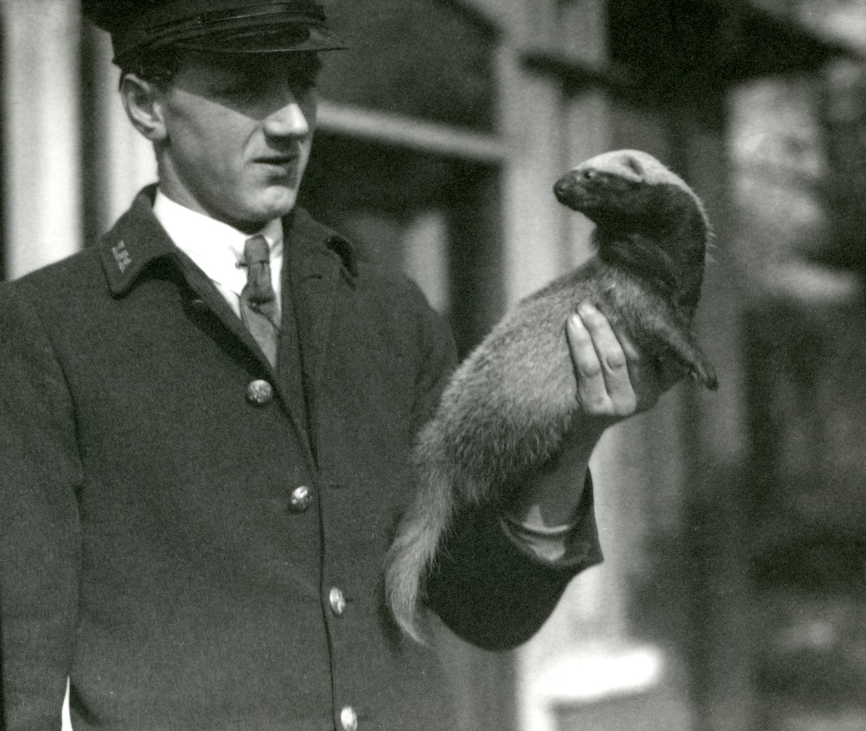 Opiekun Leslie Flewin trzymający Grison, londyńskie zoo, 1923 (bw zdjęcie) autorstwa Frederick William Bond