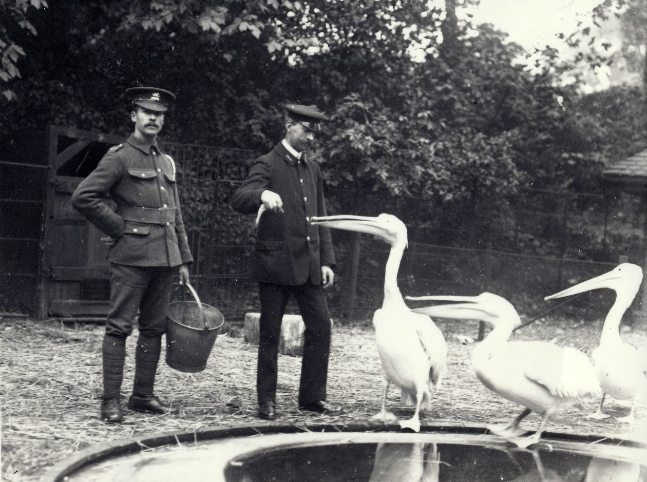 Strażnicy Alf Taylor (po prawej) i Bodman (po lewej) karmią ryby pelikanów przy basenie w londyńskim zoo, październik 1915 autorstwa Frederick William Bond