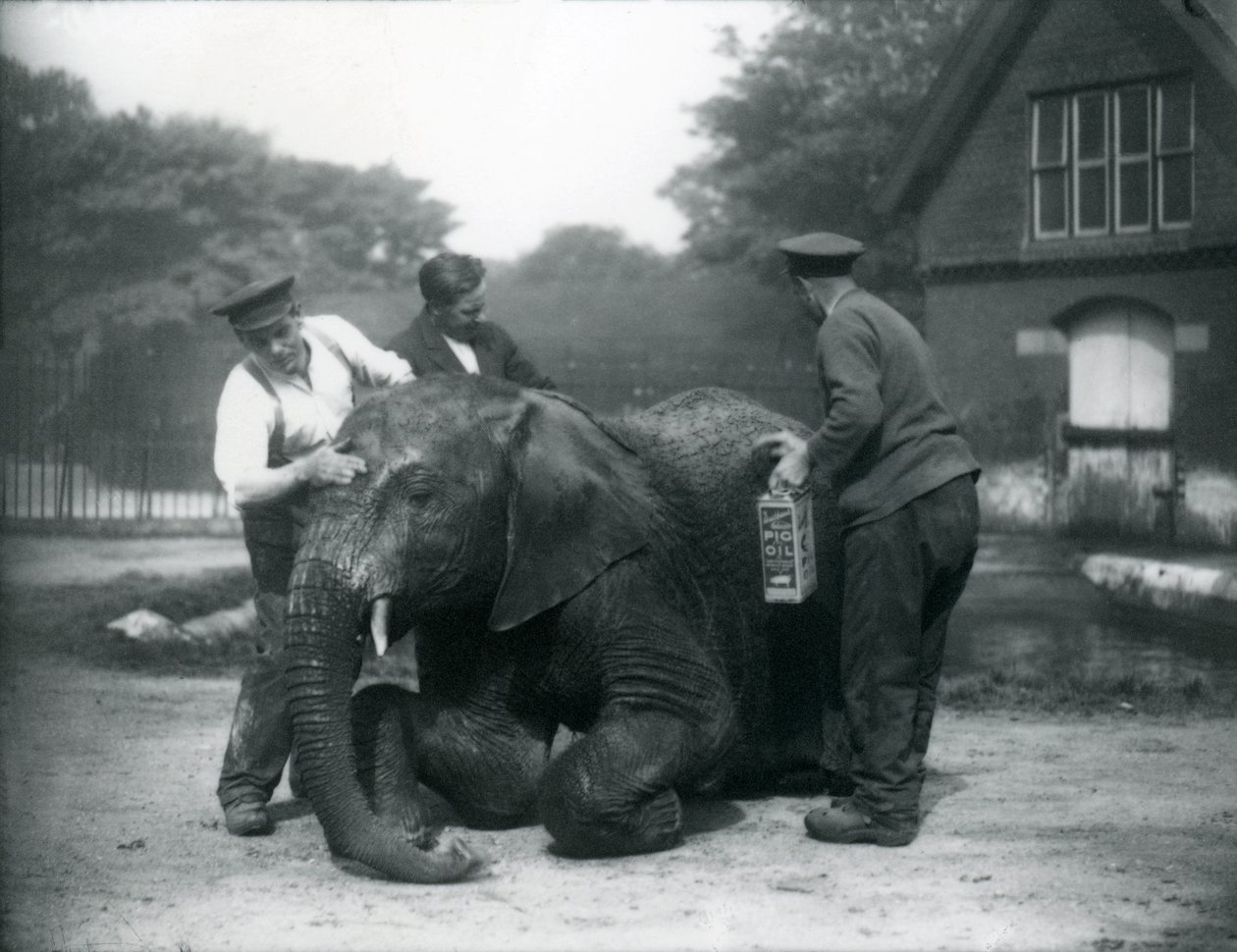 Hodowcy smarują samca słonia afrykańskiego „Kiberenge” olejem wieprzowym, aby zapobiec pęknięciom skóry, Londyńskie Zoo 1927. Kiberenge został przedstawiony londyńskiemu zoo przez J.E. Sir Horace Byatt w dniu 14 września 1923 r. (bw p autorstwa Frederick William Bond