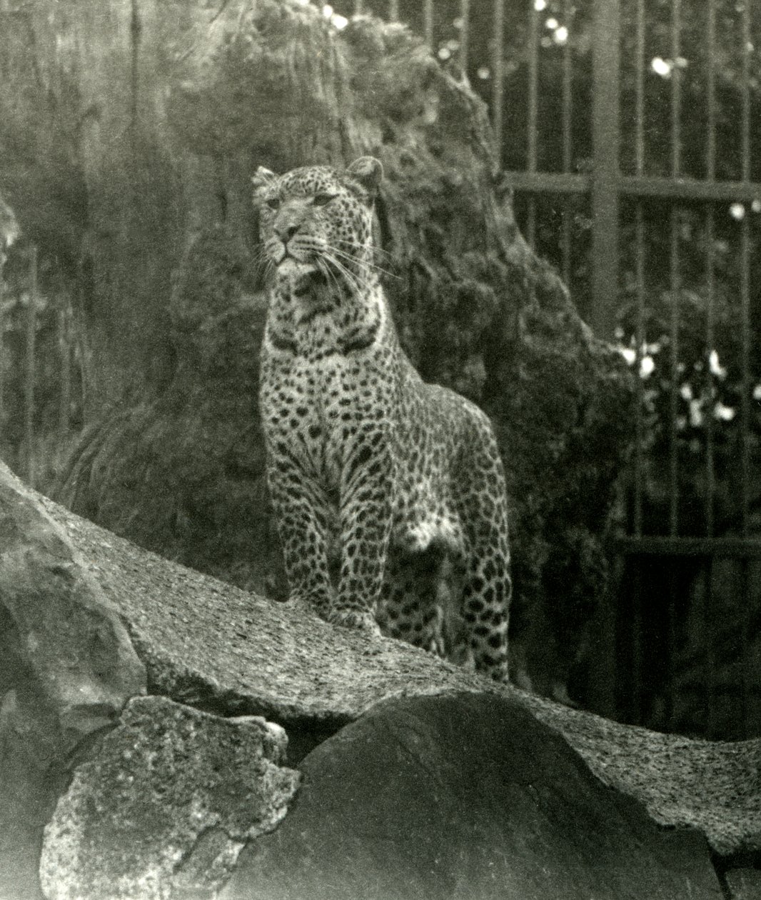 Leopard Rex stojący na skałach w swoim wybiegu w londyńskim zoo, 1923 (zdjęcie bw) autorstwa Frederick William Bond