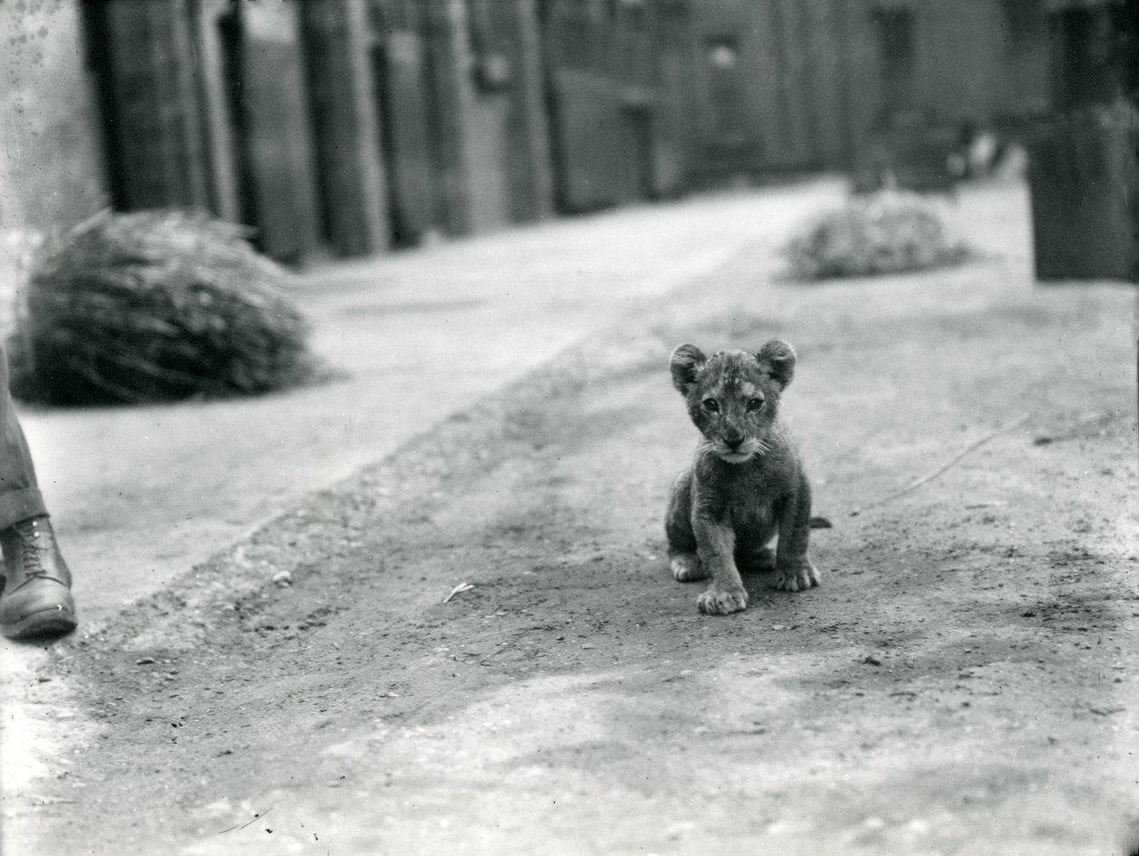 Lwiątko w londyńskim zoo, 1912 autorstwa Frederick William Bond
