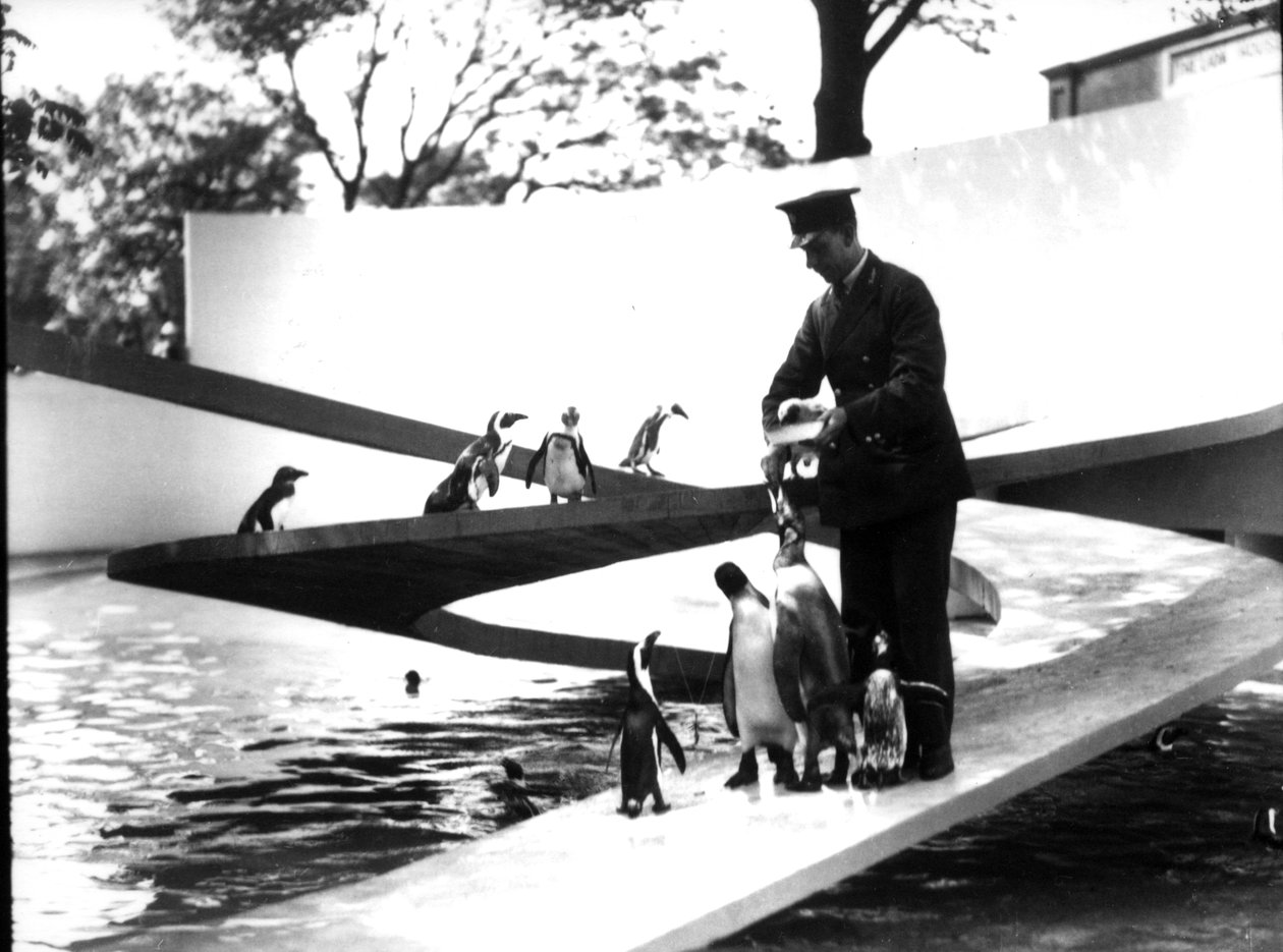 Basen pingwinów Lubetkin, styczeń 1934 autorstwa Frederick William Bond