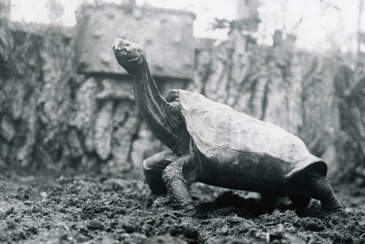 Samiec Abingdon lub Pinta Island Giant Tortoise w londyńskim zoo, 20 stycznia 1914 r autorstwa Frederick William Bond