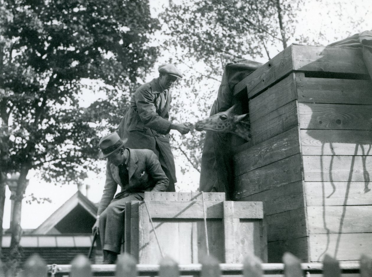 Mężczyźni transportujący młodą żyrafę do londyńskiego zoo, oferujący przekąskę po przybyciu na miejsce, maj 1923 (zdjęcie bw) autorstwa Frederick William Bond