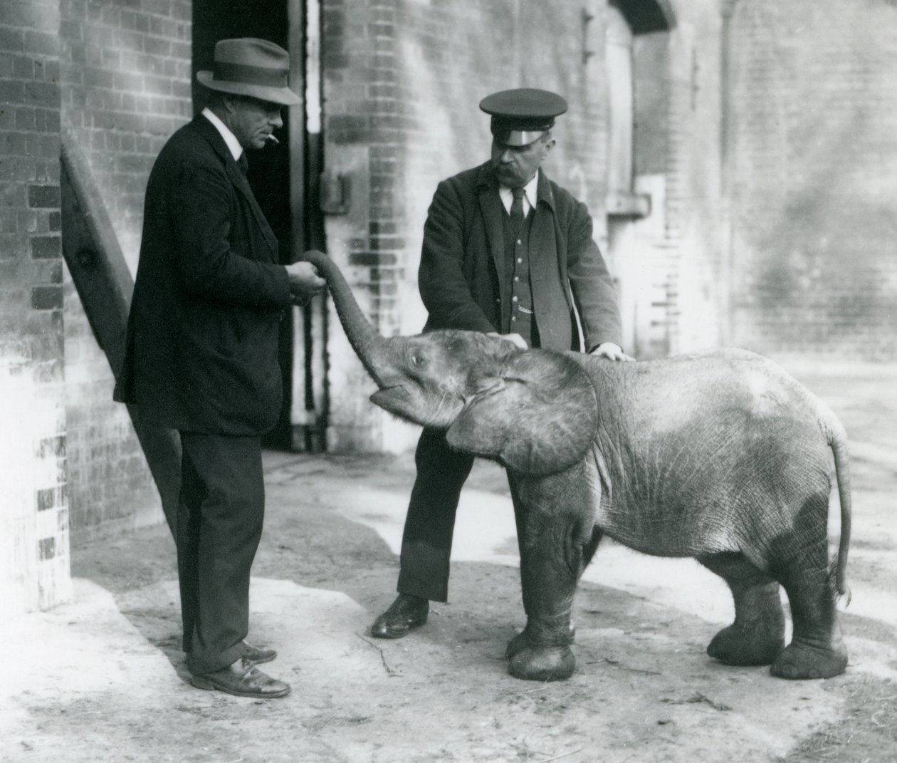 Nowo przybyły mały leśny słoń karłowaty Tiny ze swoimi opiekunami Robertsonem, Stimpsonem i Milbournem w londyńskim zoo, 1922 (mc. zdjęcie) autorstwa Frederick William Bond