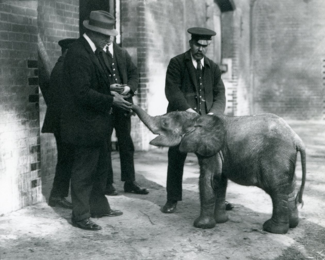 Nowo przybyły mały leśny słoń karłowaty Tiny ze swoimi opiekunami Robertsonem, Stimpsonem i Milbournem w londyńskim zoo, 1922 (mc. zdjęcie) autorstwa Frederick William Bond