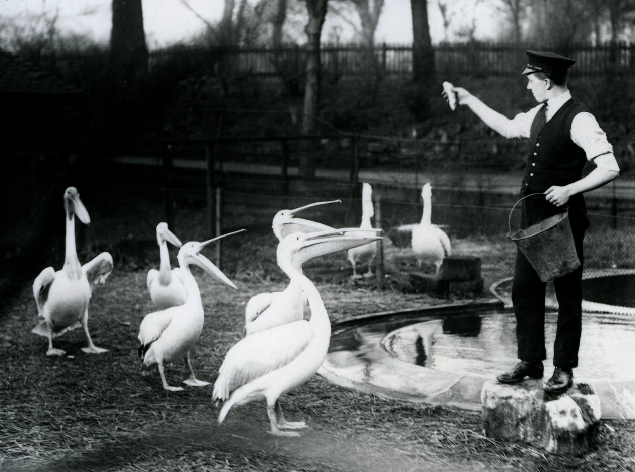 Pelikany karmione rybami przez ich opiekuna przy basenie, londyńskie zoo, grudzień 1922 (mc. zdjęcie) autorstwa Frederick William Bond