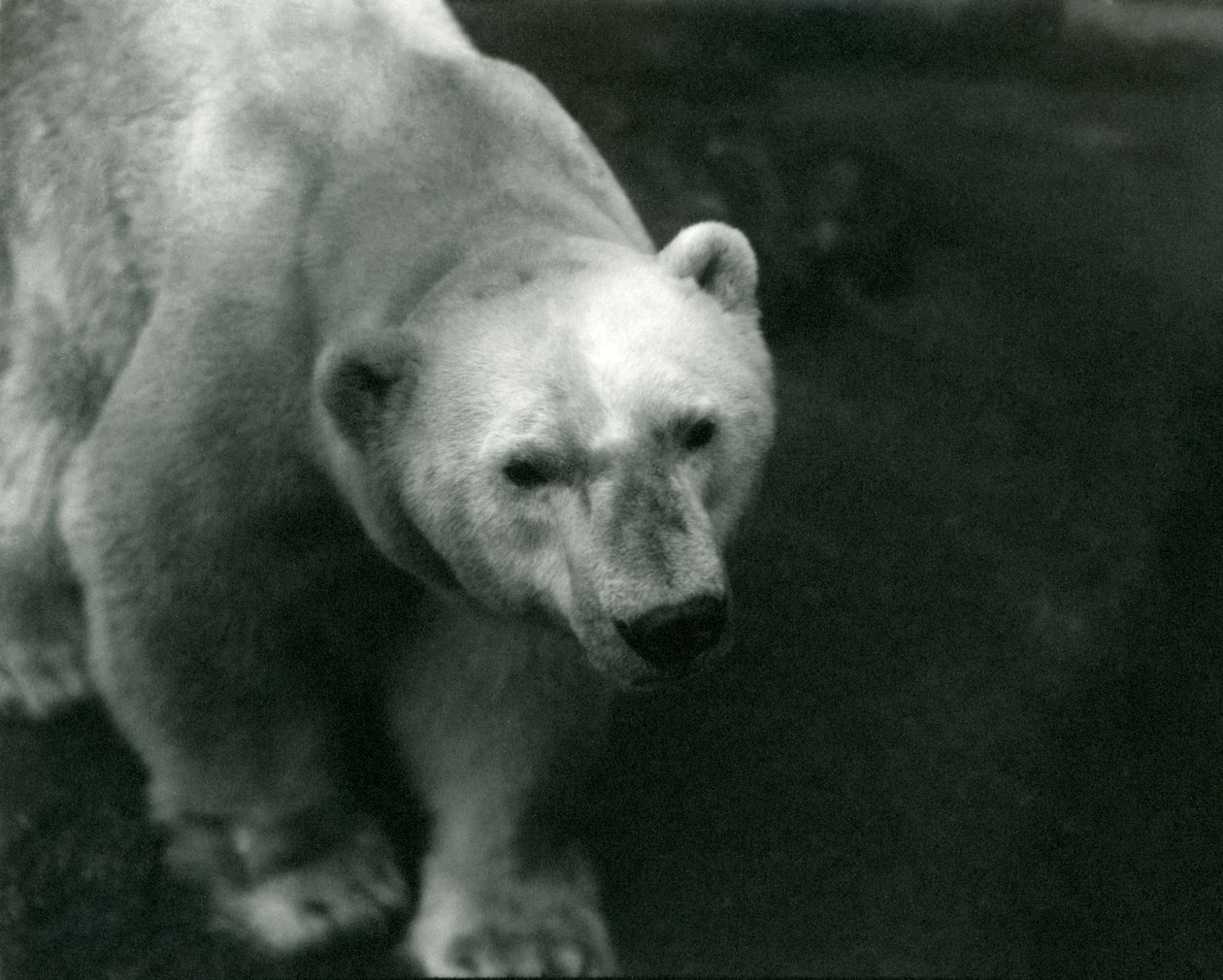 Niedźwiedź polarny „Sam” w londyńskim zoo, listopad 1920 autorstwa Frederick William Bond