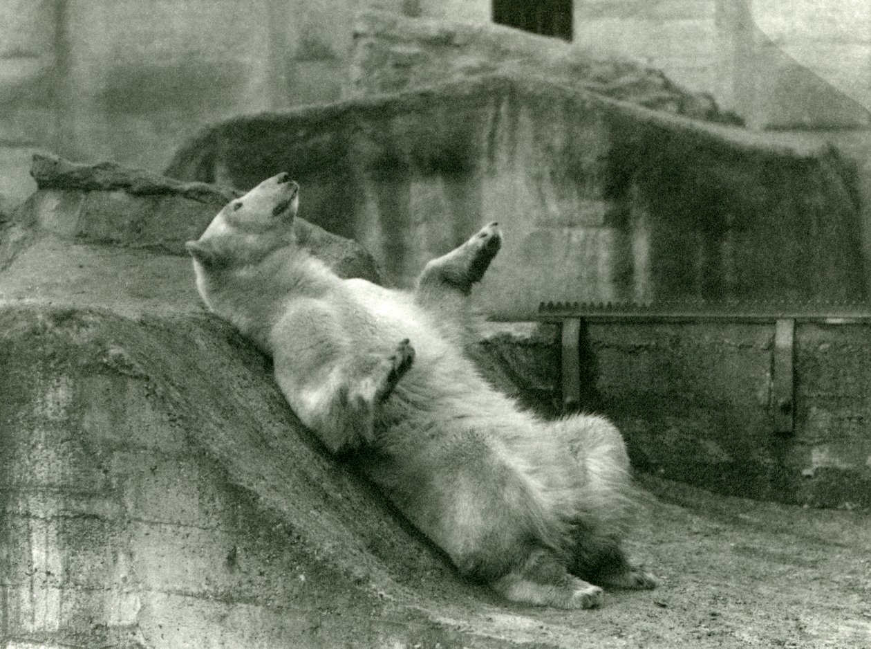 Niedźwiedź polarny Sam, leżący w swoim wybiegu u podnóża tarasów Mappin, londyńskie zoo, 1923 (zdjęcie bw) autorstwa Frederick William Bond