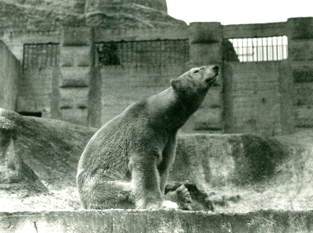 Niedźwiedź polarny Sam, siedzący w swoim wybiegu u podnóża tarasów Mappin, londyńskie zoo, 1923 (zdjęcie bw) autorstwa Frederick William Bond
