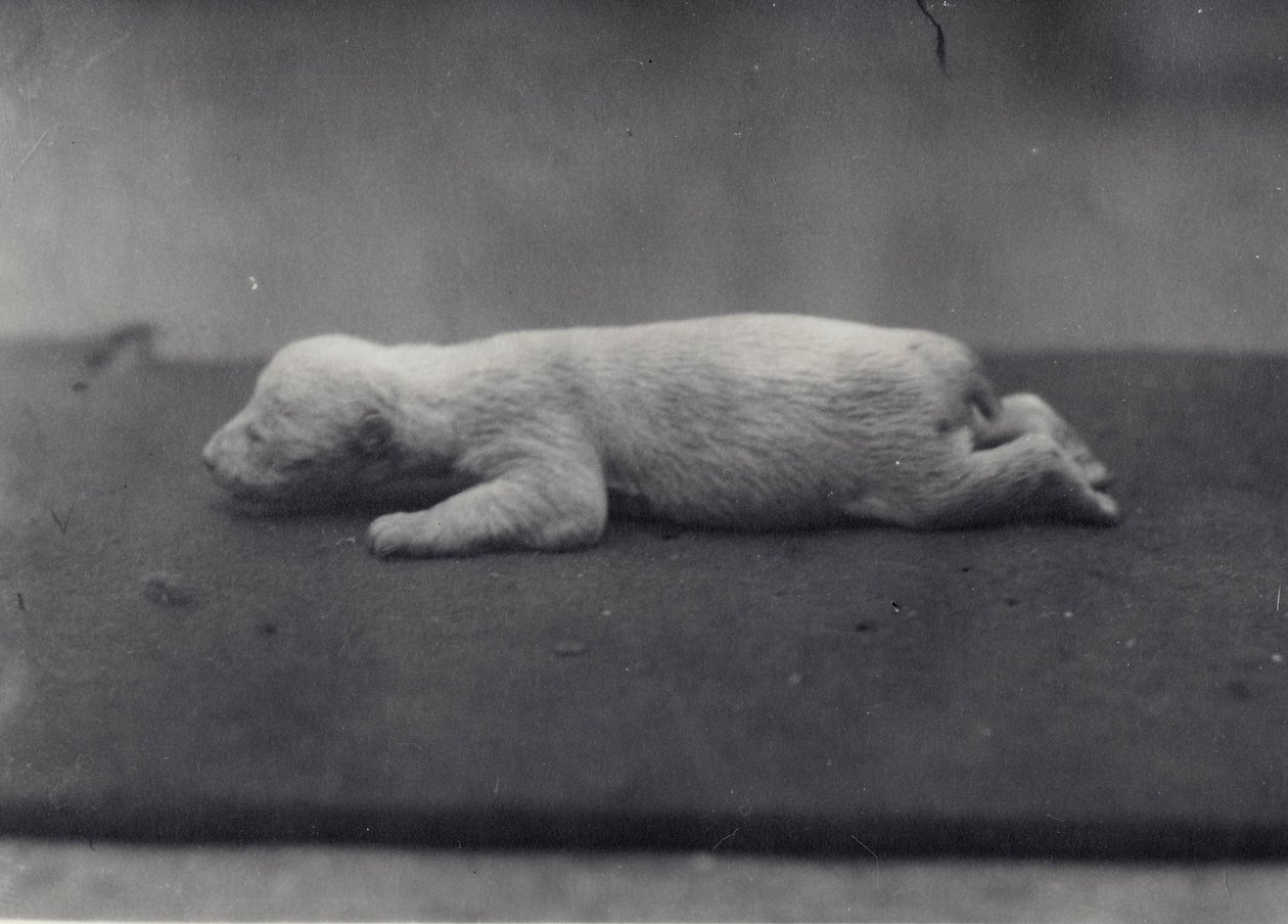Niedźwiadek polarny z jeszcze nieotwartymi oczami, leżący na kocu w londyńskim zoo, styczeń 1920 autorstwa Frederick William Bond