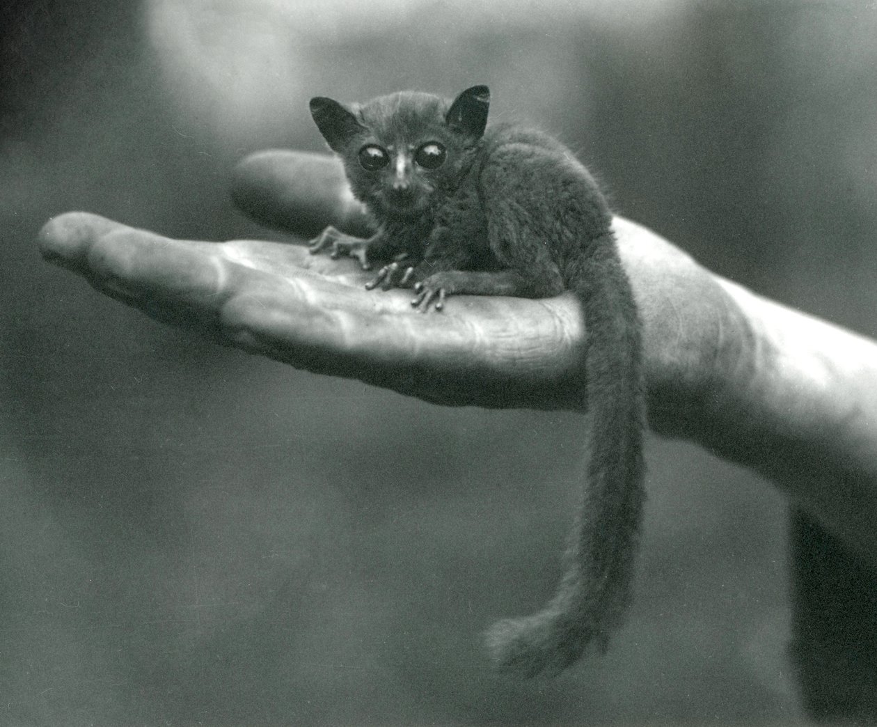 Książę Demidoff Galago lub Bushbaby odpoczywający w dłoni opiekuna w londyńskim zoo, kwiecień 1917 autorstwa Frederick William Bond