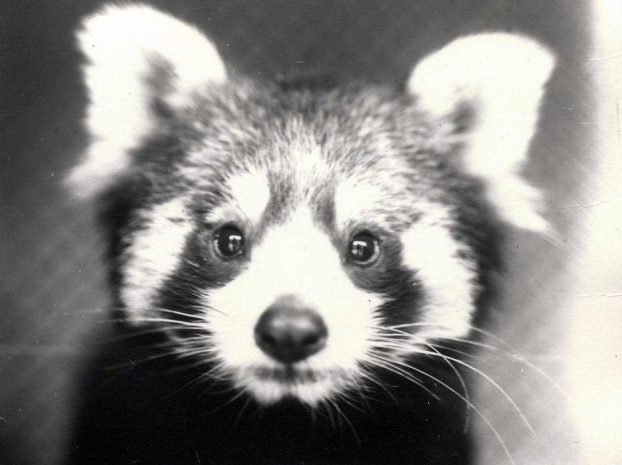 Czerwona Panda, 1913 autorstwa Frederick William Bond