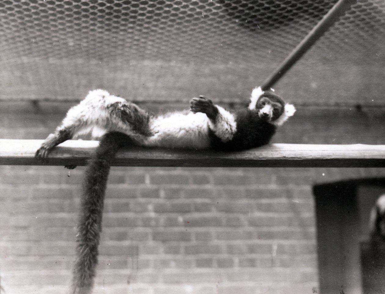 lemur żółtodziobowy autorstwa Frederick William Bond