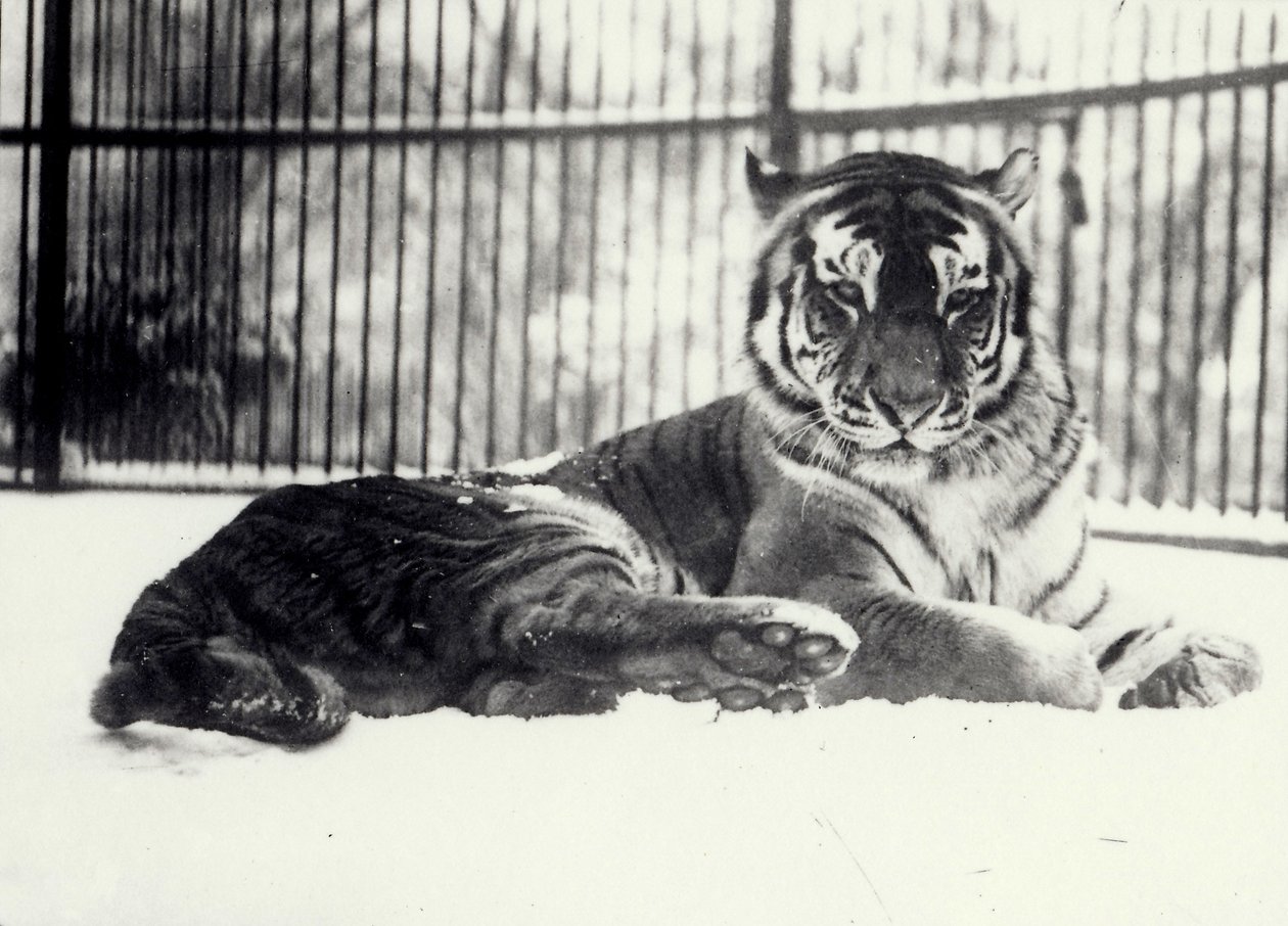 Tygrys syberyjski lub amurski „Moloch” na śniegu w londyńskim zoo autorstwa Frederick William Bond