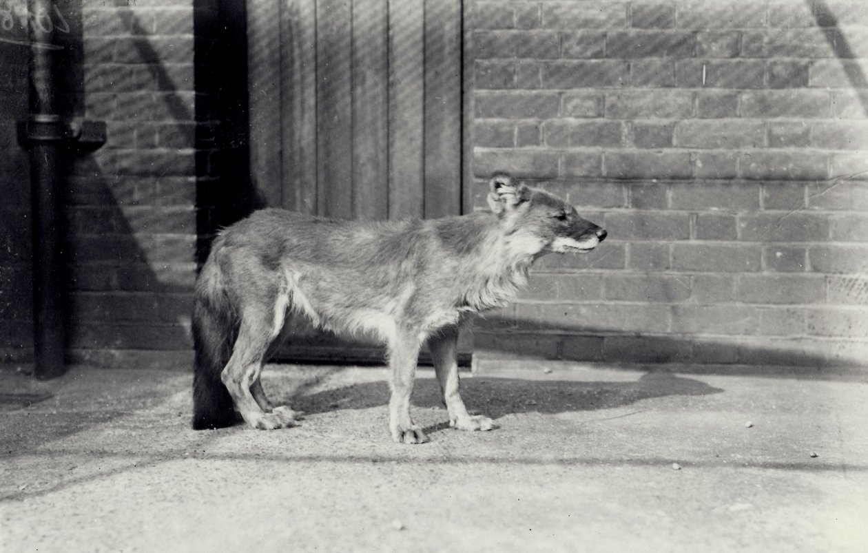 Dziki pies syberyjski lub dhole w londyńskim zoo, październik 1916 r. autorstwa Frederick William Bond