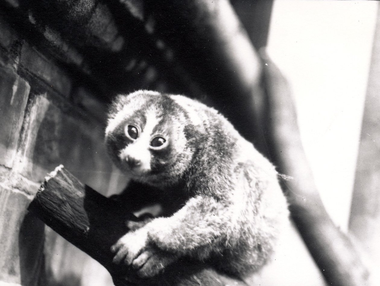 Loris powolny na gałęzi w zoo, 1913 autorstwa Frederick William Bond
