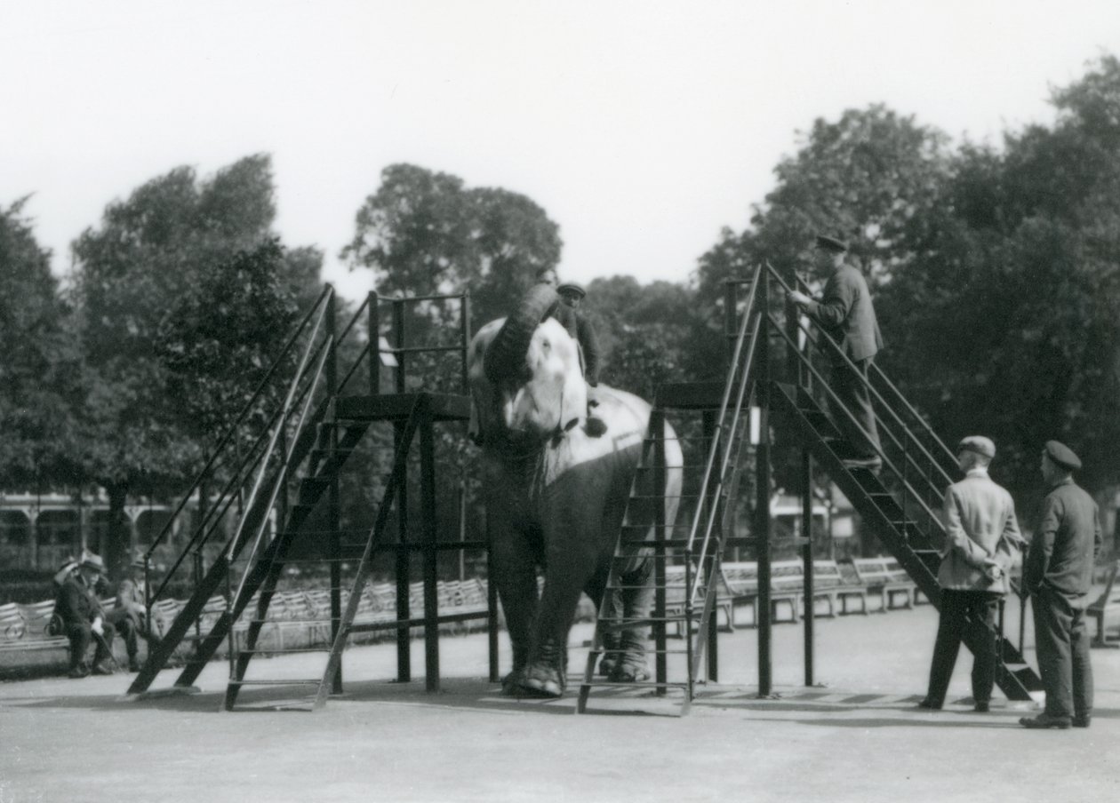 Syed Ali szkoli Indiarani, podczas gdy inni pracownicy i opiekunowie przyglądają się, londyńskie zoo, czerwiec 1922 (mc. zdjęcie) autorstwa Frederick William Bond