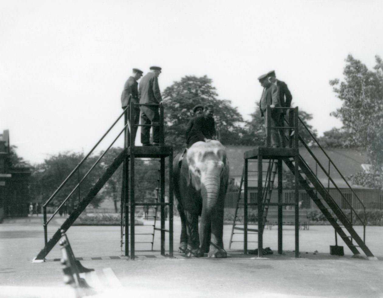 Syed Ali szkoli Indiarani, podczas gdy inni pracownicy i opiekunowie przyglądają się, londyńskie zoo, czerwiec 1922 (mc. zdjęcie) autorstwa Frederick William Bond