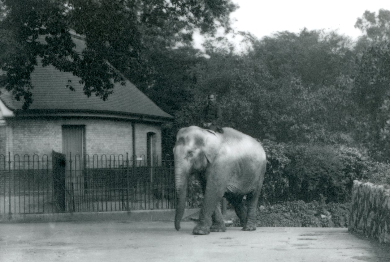 Syed Ali szkoli Indiarani, podczas gdy inni pracownicy i opiekunowie przyglądają się, londyńskie zoo, czerwiec 1922 (mc. zdjęcie) autorstwa Frederick William Bond