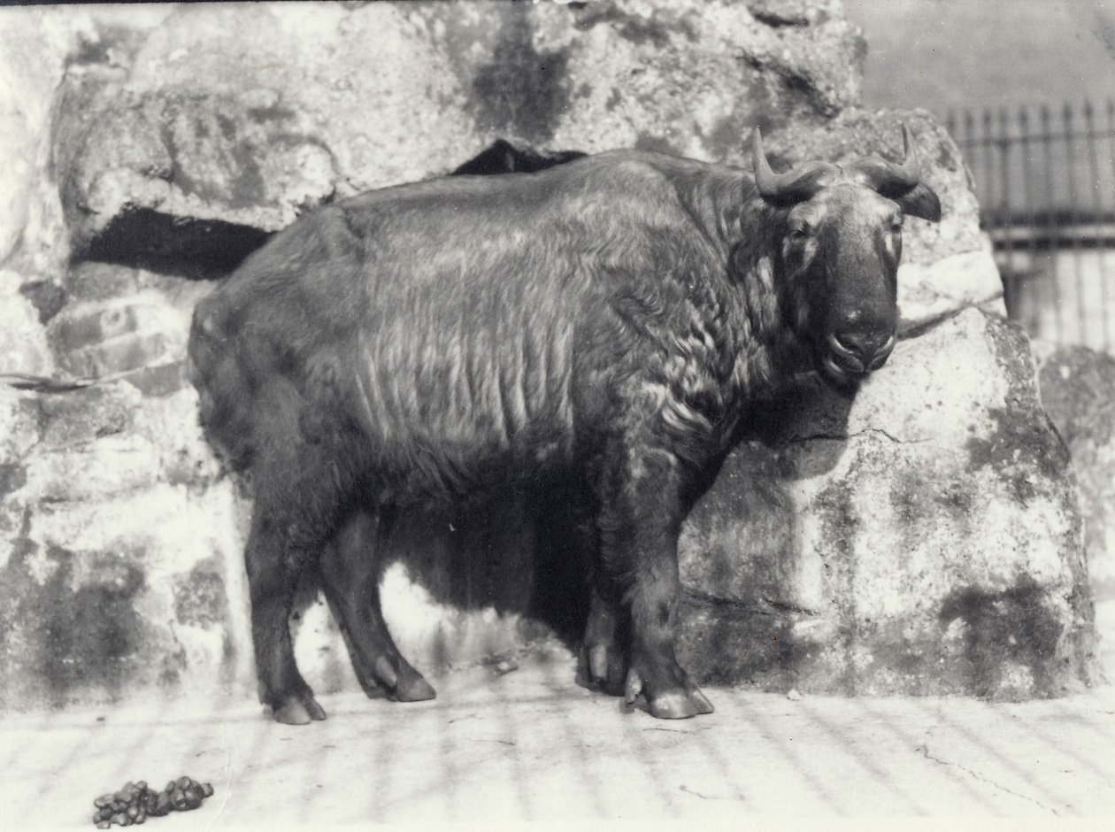 Takin, znany również jako kozica bydlęca lub koza gnu, w londyńskim zoo autorstwa Frederick William Bond