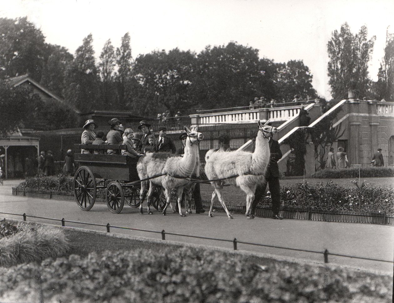 Przejażdżka lamą - kiedyś w ZSL London Zoo, wrzesień 1923 autorstwa Frederick William Bond