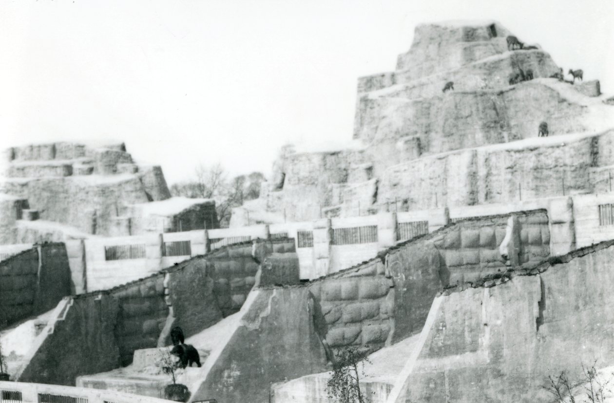 Tarasy Mappin, londyńskie zoo, 1922 autorstwa Frederick William Bond