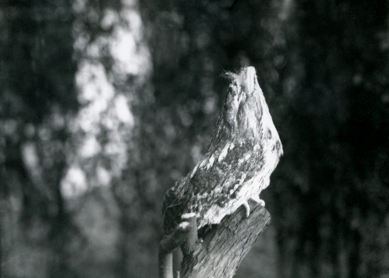 Tajemnicze upierzenie i odpoczywająca poza Tawny Frogmouth kamufluje je na gałęzi w londyńskim zoo, grudzień 1921 autorstwa Frederick William Bond