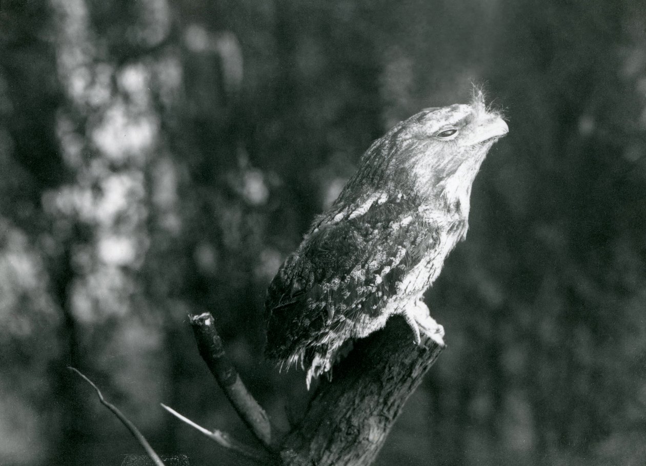 Tajemnicze upierzenie i odpoczywająca poza Tawny Frogmouth kamufluje je na gałęzi w londyńskim zoo, grudzień 1921 autorstwa Frederick William Bond