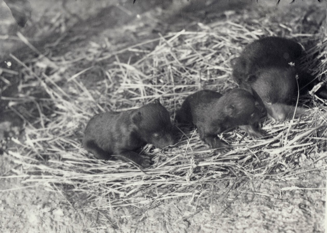 Trzy młode niedźwiedzie brunatne i czarne w wieku 5-6 tygodni w londyńskim zoo, luty 1920 autorstwa Frederick William Bond
