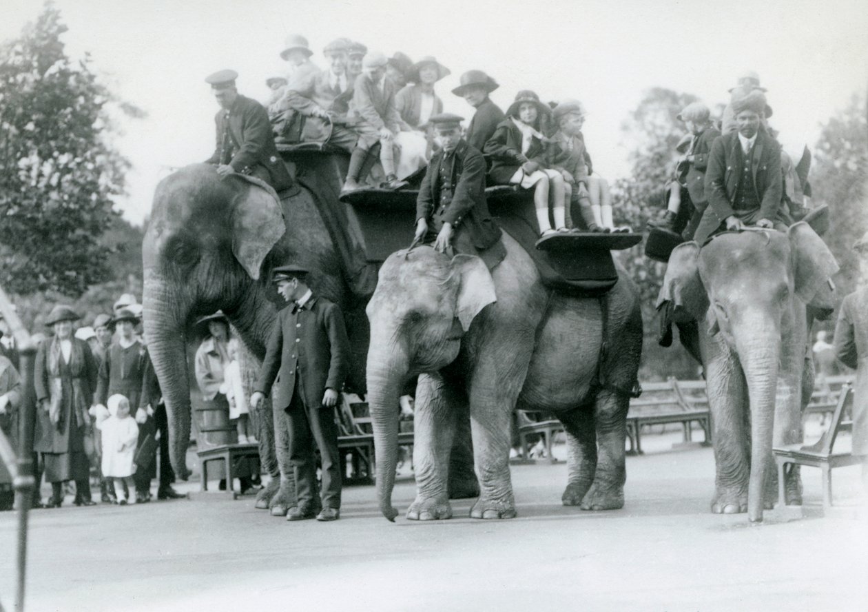 Trzy słonie indyjskie jeżdżące z gośćmi w londyńskim zoo, 1923 (m.b. zdjęcie) autorstwa Frederick William Bond