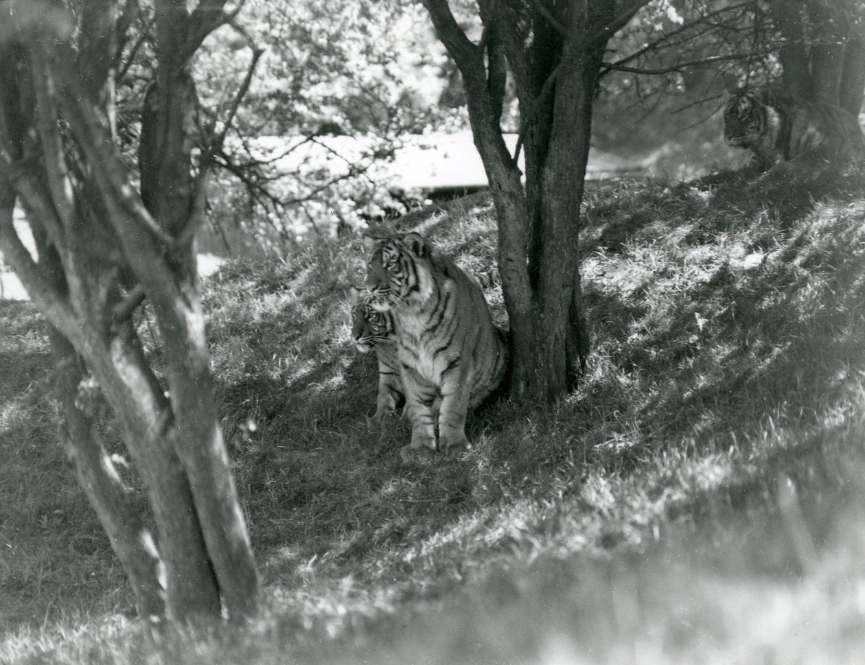 Trzy Tygrysy odpoczywają pod małymi drzewami w nowej zagrodzie w Whipsnade, maj 1934. autorstwa Frederick William Bond