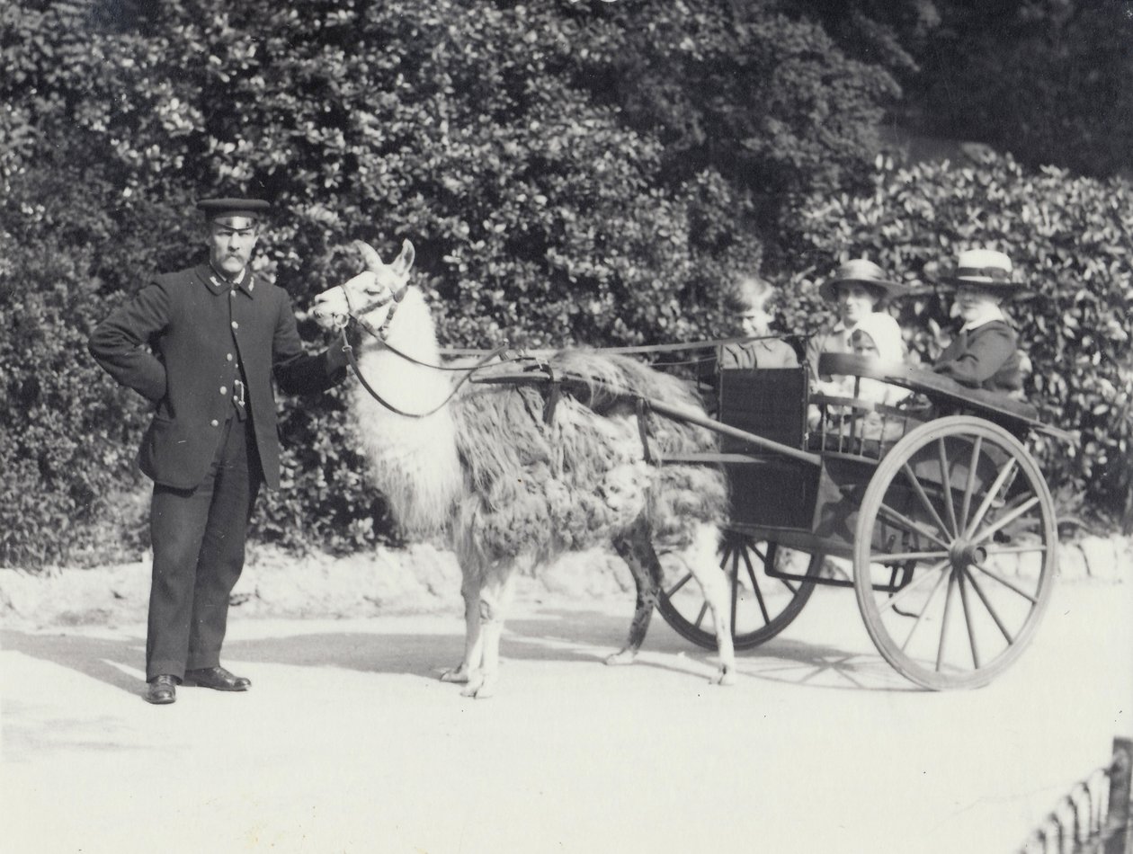 Trzech gości, w tym młody chłopiec, jadący na wózku ciągniętym przez lamę z opiekunem, londyńskie zoo, maj 1914 autorstwa Frederick William Bond