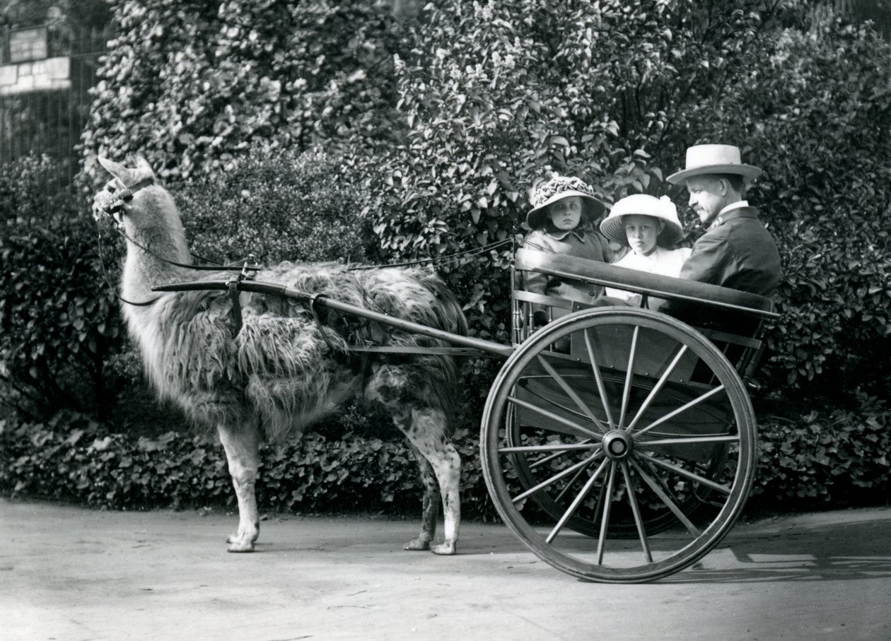 Trzech gości, w tym dwie młode dziewczyny, jadące na wózku ciągniętym przez lamę, londyńskie zoo, ok. 1912 r. autorstwa Frederick William Bond