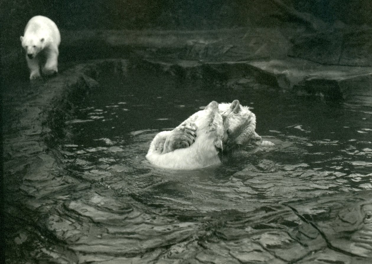 Dwa niedźwiedzie polarne brykają w swoim basenie, podczas gdy inny przechodzi obok, londyńskie zoo, czerwiec 1922 r. autorstwa Frederick William Bond