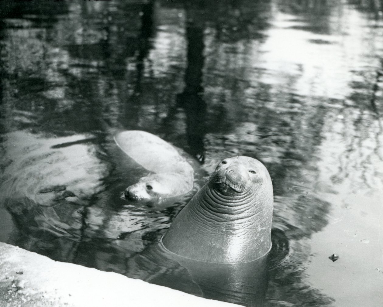 Dwie słonie morskie z południa w swoim basenie w londyńskim zoo, 20 kwietnia 1914 r autorstwa Frederick William Bond