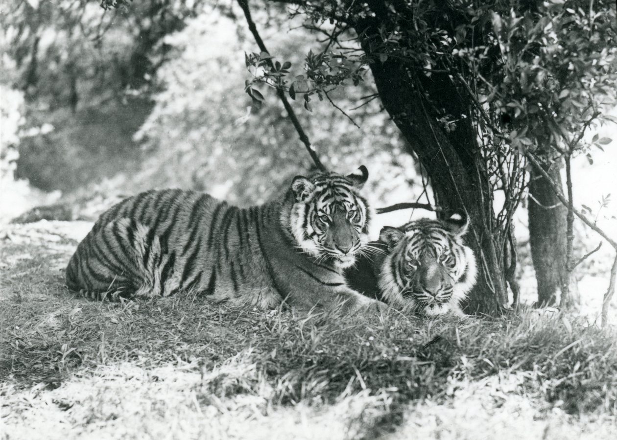 Dwa Tygrysy odpoczywają pod małym drzewem w nowej zagrodzie w Whipsnade, maj 1934 autorstwa Frederick William Bond