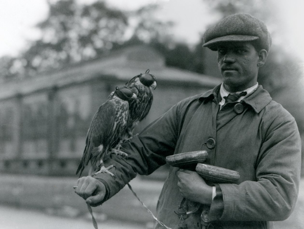 Dwa zakapturzone sokoły siedzące na ramieniu sokolnika w londyńskim zoo, czerwiec 1923 r. (bw photo) autorstwa Frederick William Bond