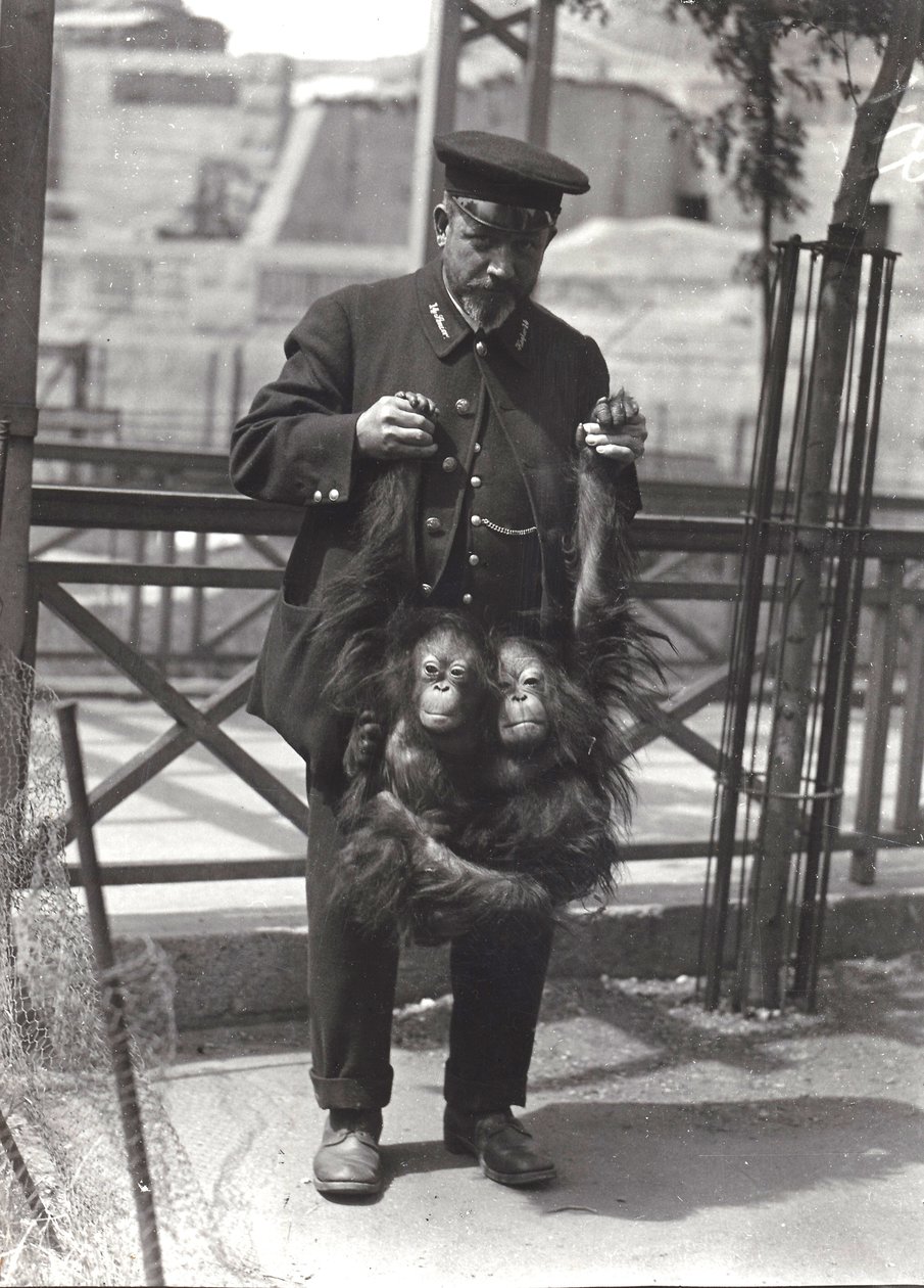Dwa młode orangutany trzymane za ramiona przez opiekuna Rodwella w londyńskim zoo, kwiecień 1916 r. autorstwa Frederick William Bond
