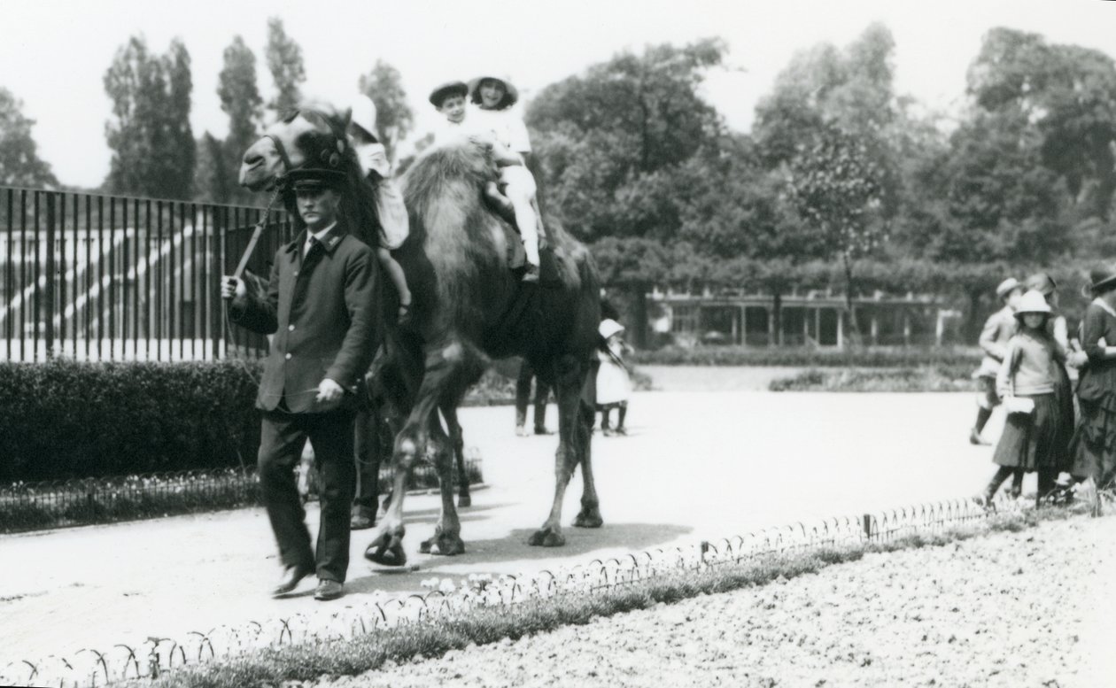 Dwóch młodych gości na wielbłądzie dwugarbnym prowadzonym przez opiekuna w londyńskim zoo, sierpień 1922 r. (bw photo) autorstwa Frederick William Bond