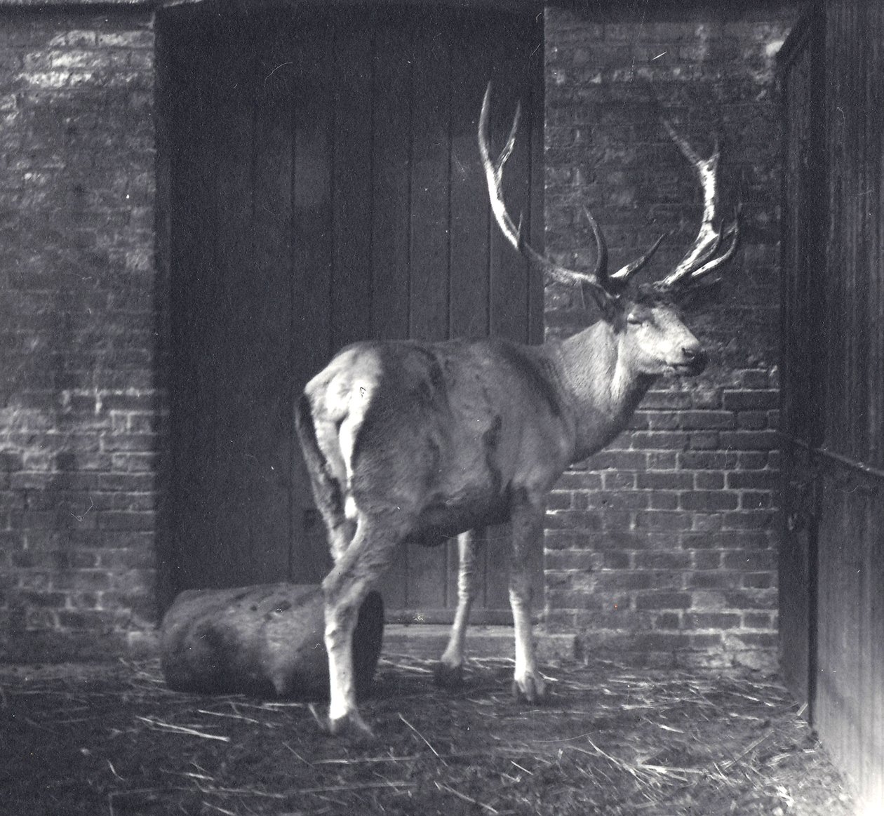 Jeleń Wallicha, znany również jako Shou, środkowoazjatycki lub tybetański jeleń czerwony, w londyńskim zoo, grudzień 1917 autorstwa Frederick William Bond