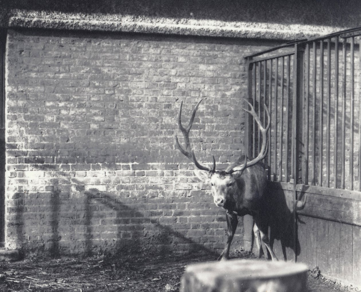 Jeleń Wallicha, znany również jako Shou, środkowoazjatycki lub tybetański jeleń czerwony, w londyńskim zoo, grudzień 1917 autorstwa Frederick William Bond