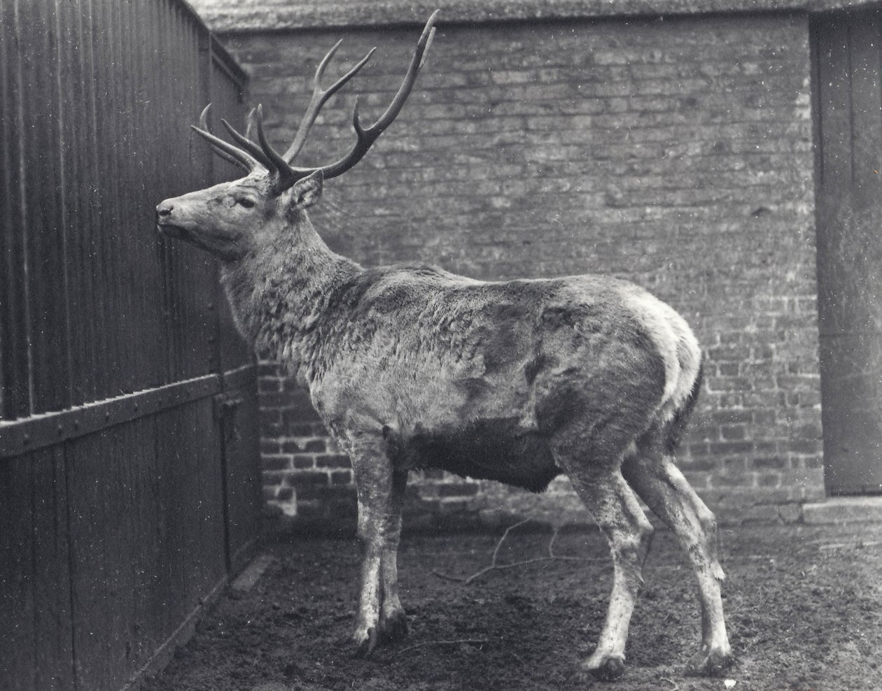 Jeleń Wallicha, znany również jako Shou, środkowoazjatycki lub tybetański jeleń czerwony, w londyńskim zoo, 1916 autorstwa Frederick William Bond