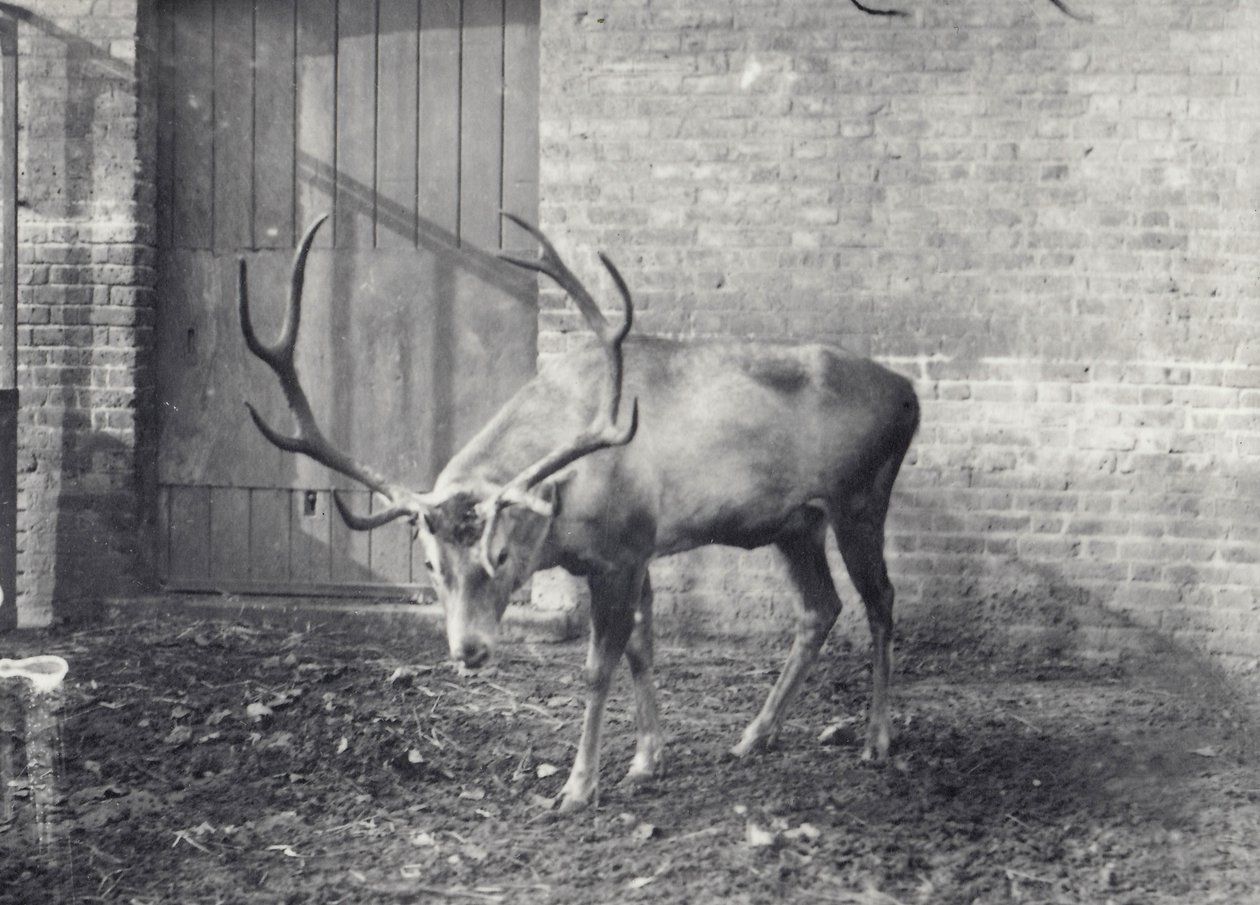 Jeleń Wallicha, znany również jako Shou, środkowoazjatycki lub tybetański jeleń czerwony, w londyńskim zoo, grudzień 1917 autorstwa Frederick William Bond