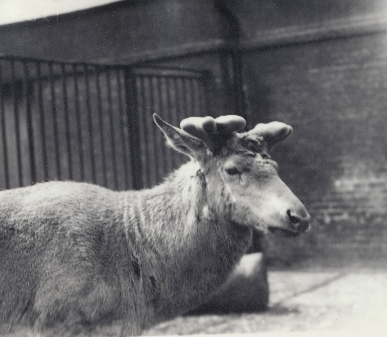 Jeleń Wallich ukazujący wczesny etap wzrostu poroża, w aksamicie, londyńskie zoo, maj 1920 autorstwa Frederick William Bond