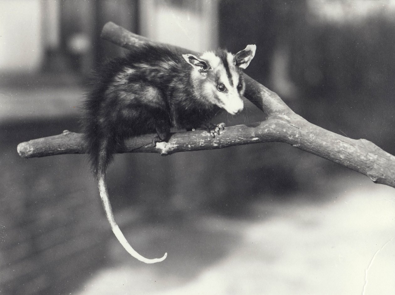 Opos białoszy na gałęzi w londyńskim zoo, grudzień 1918 r. autorstwa Frederick William Bond